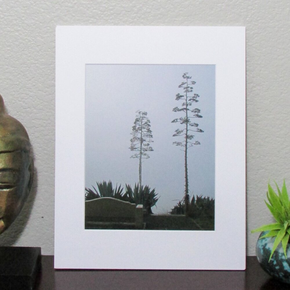NWT Photography Print Matted - Agave near Carquinez Bridge 11"x14"